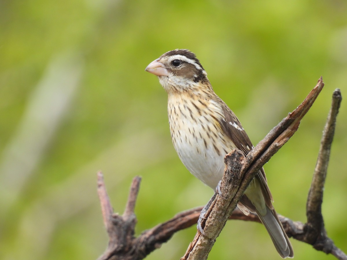 Rose-breasted Grosbeak - ML620009958