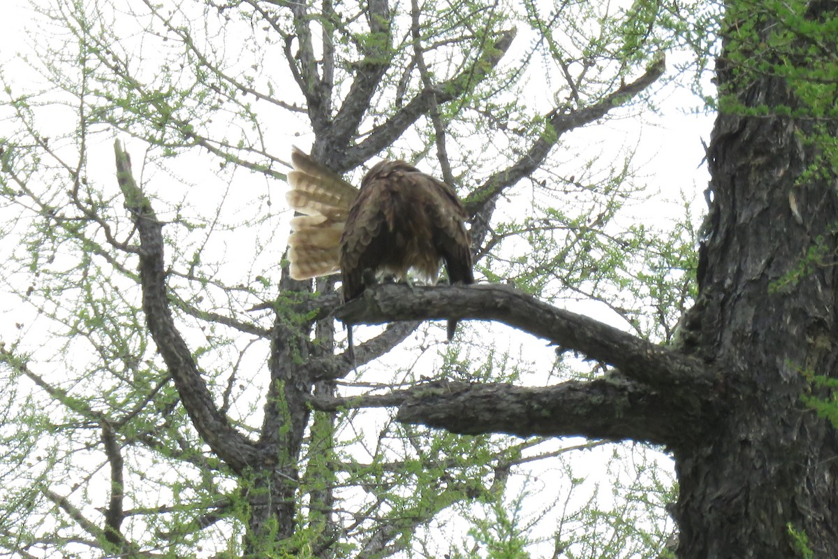 Black Kite - ML620009970