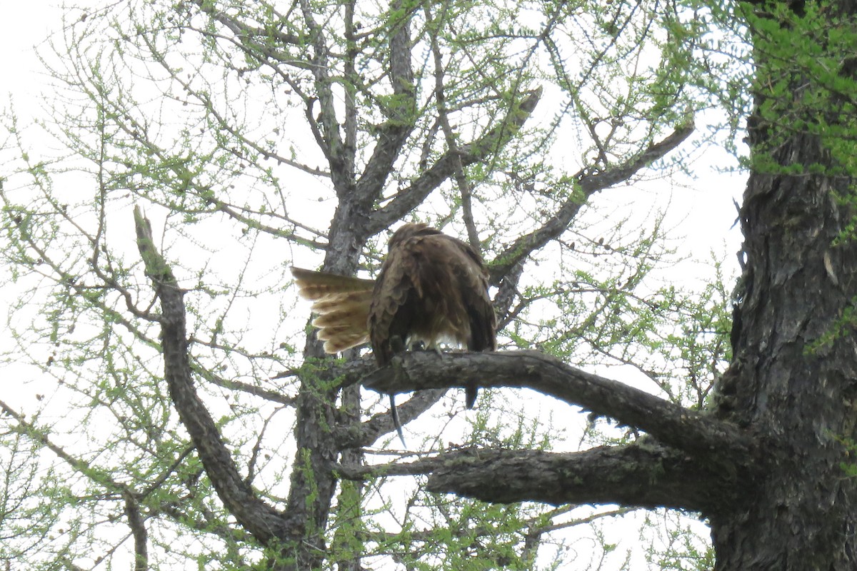 Black Kite - ML620009971