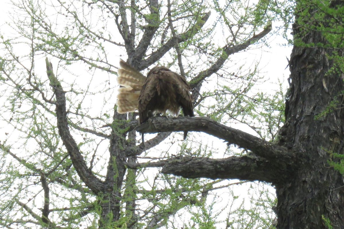 Black Kite - ML620009972