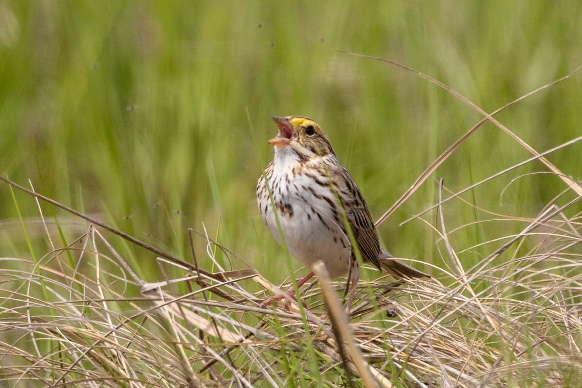 Savannah Sparrow (Savannah) - ML620009982