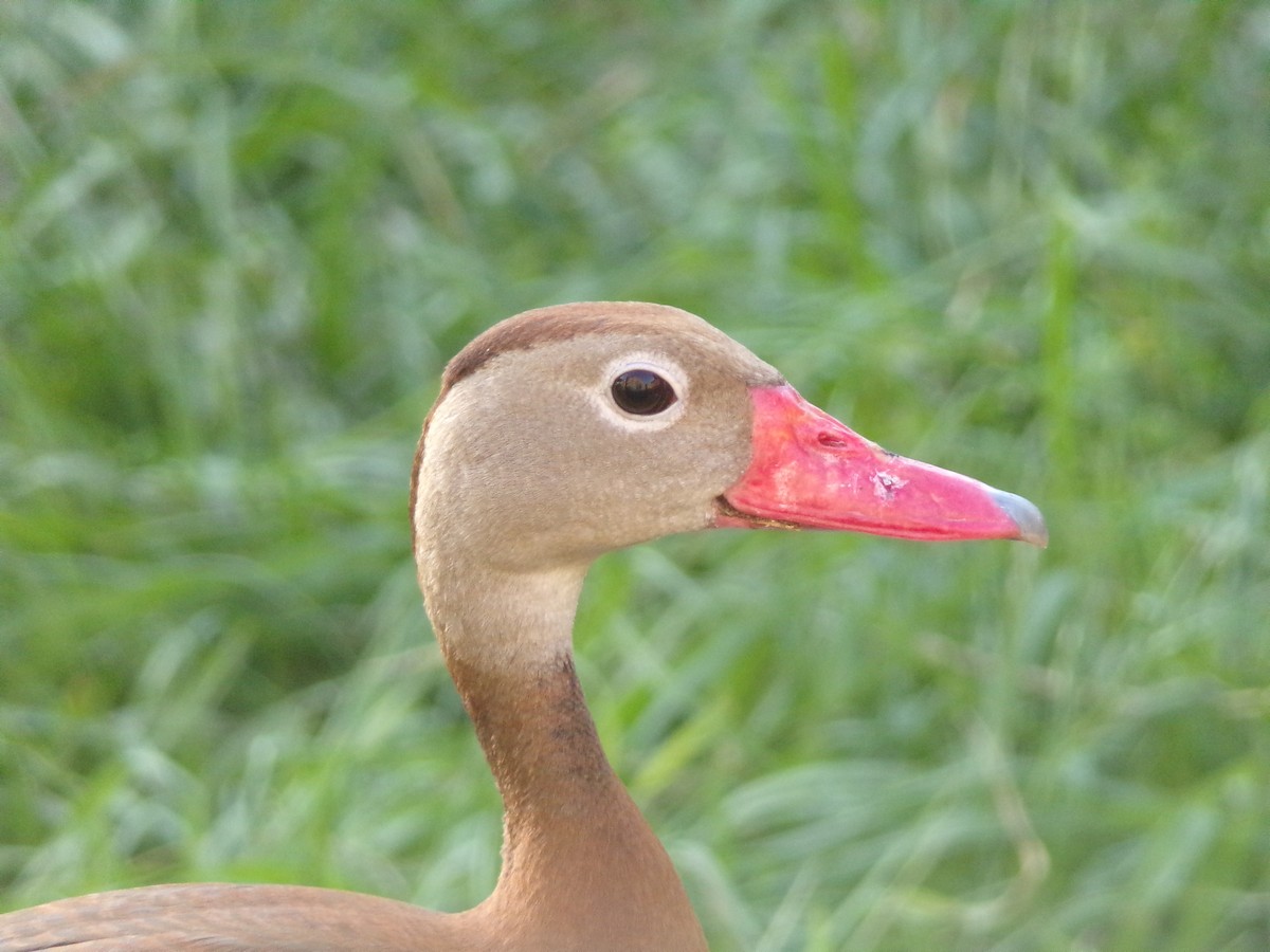 Black-bellied Whistling-Duck - ML620009987