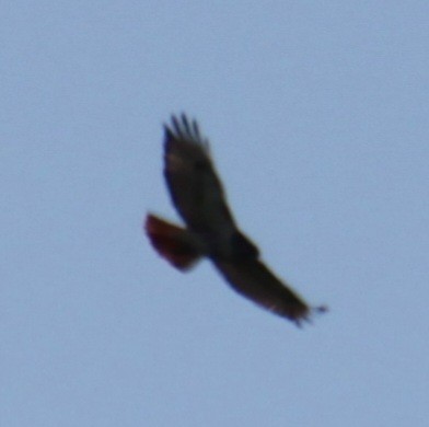 Red-tailed Hawk (borealis) - ML620010043