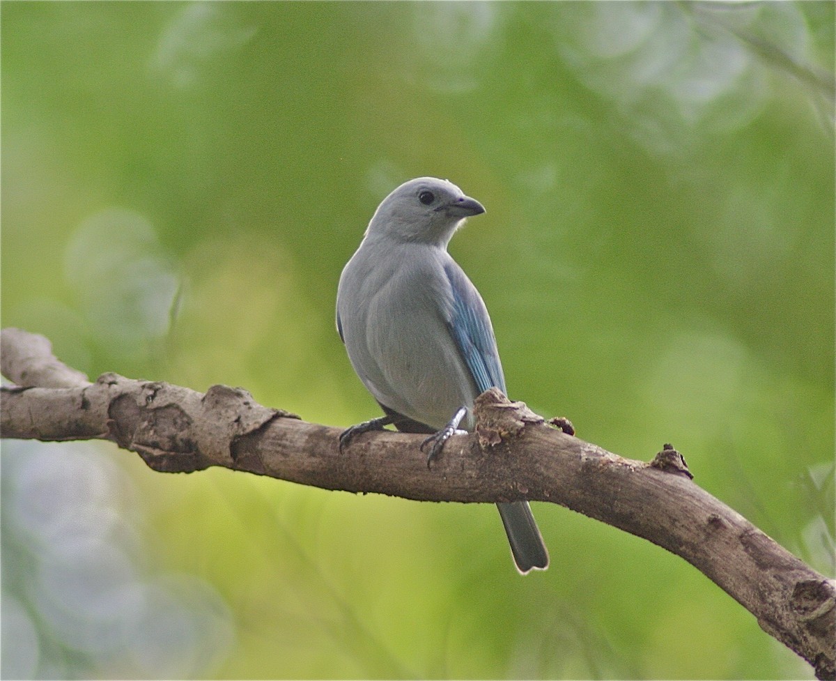 Blue-gray Tanager - ML620010090