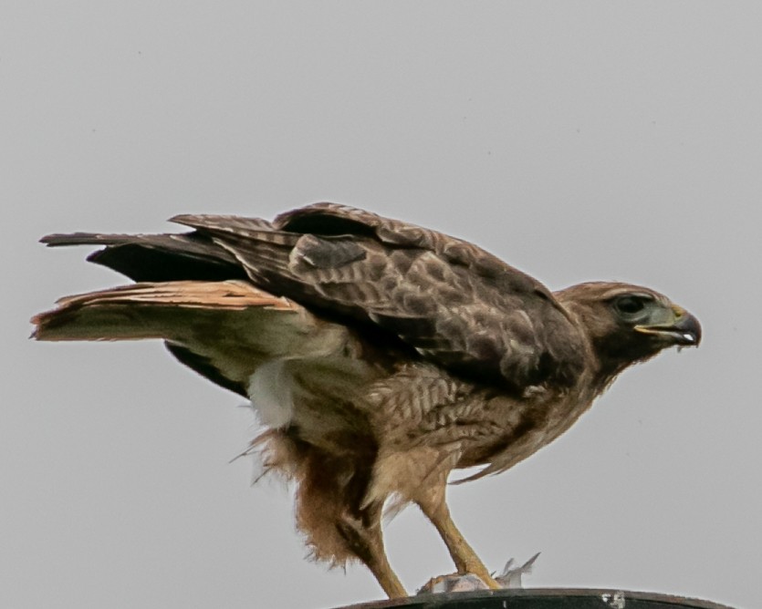 Red-tailed Hawk - ML620010091