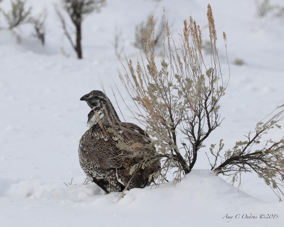 Greater Sage-Grouse - ML620010100