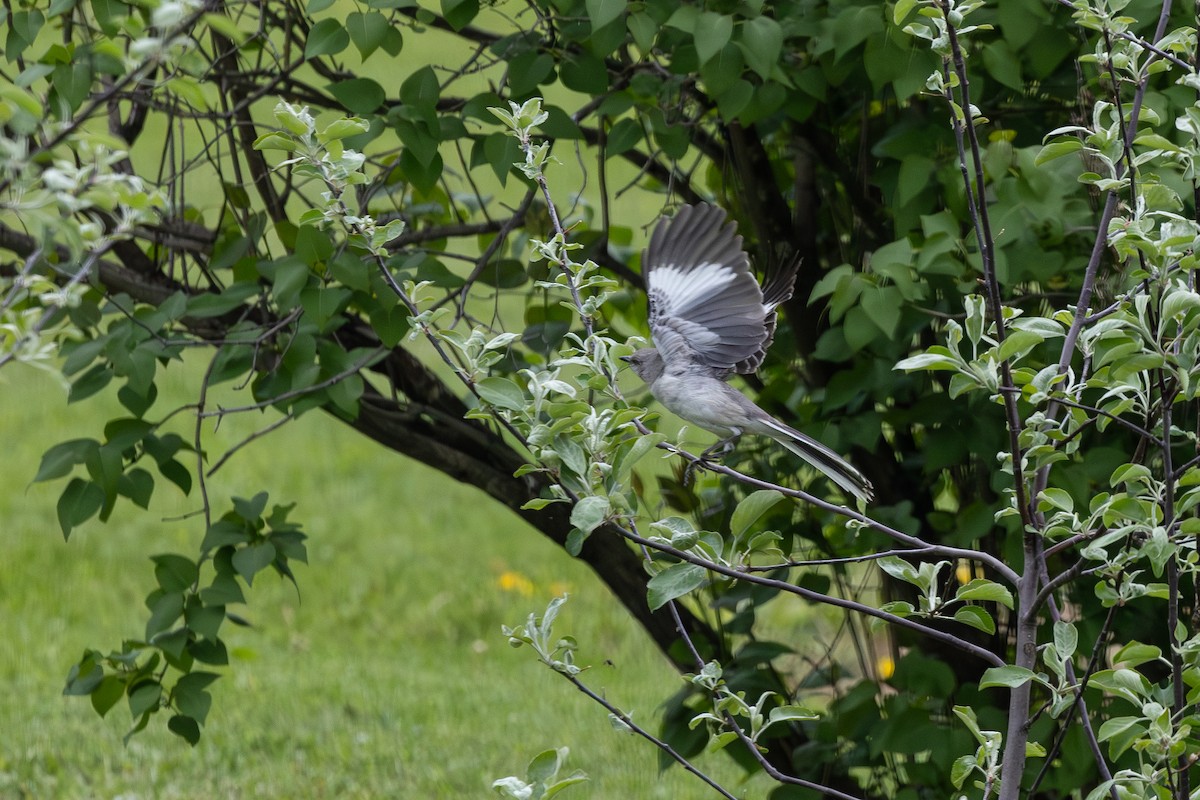 Northern Mockingbird - ML620010102