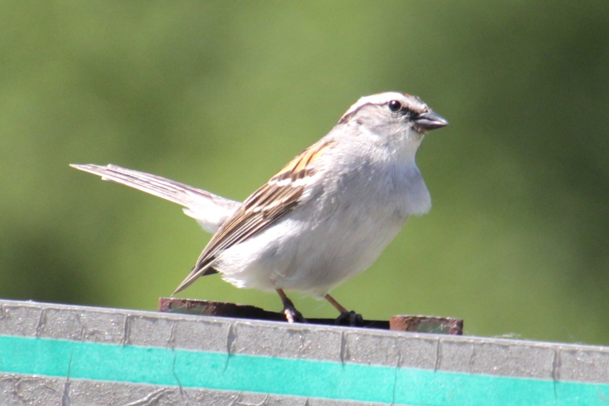 Chipping Sparrow - ML620010113