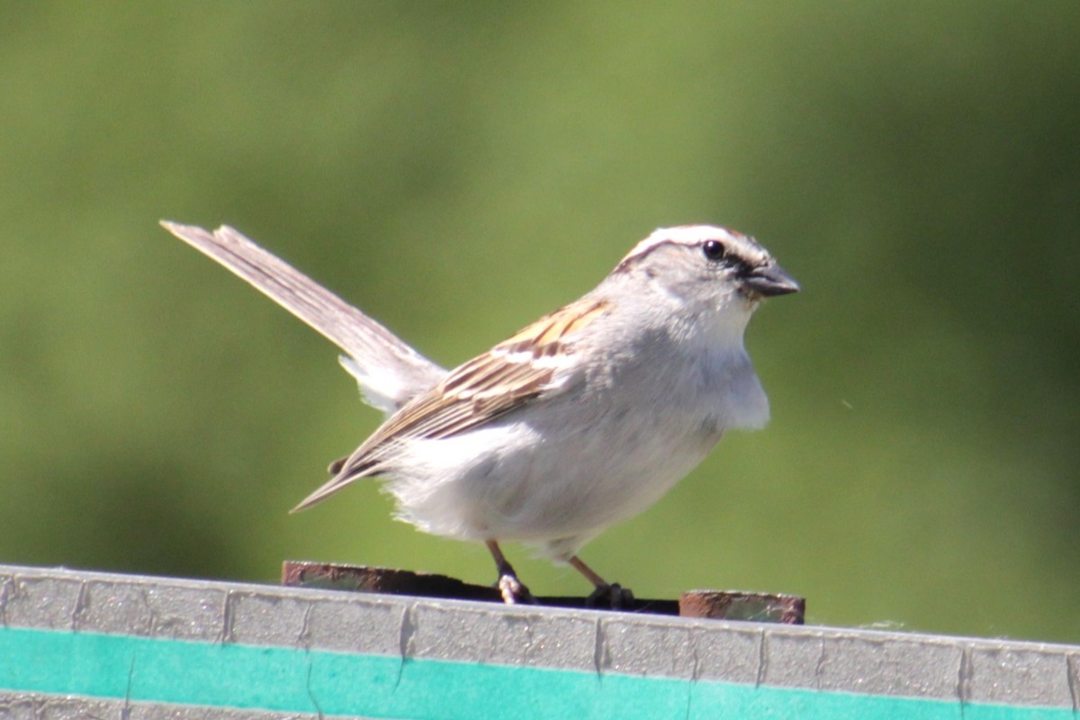 Chipping Sparrow - ML620010114