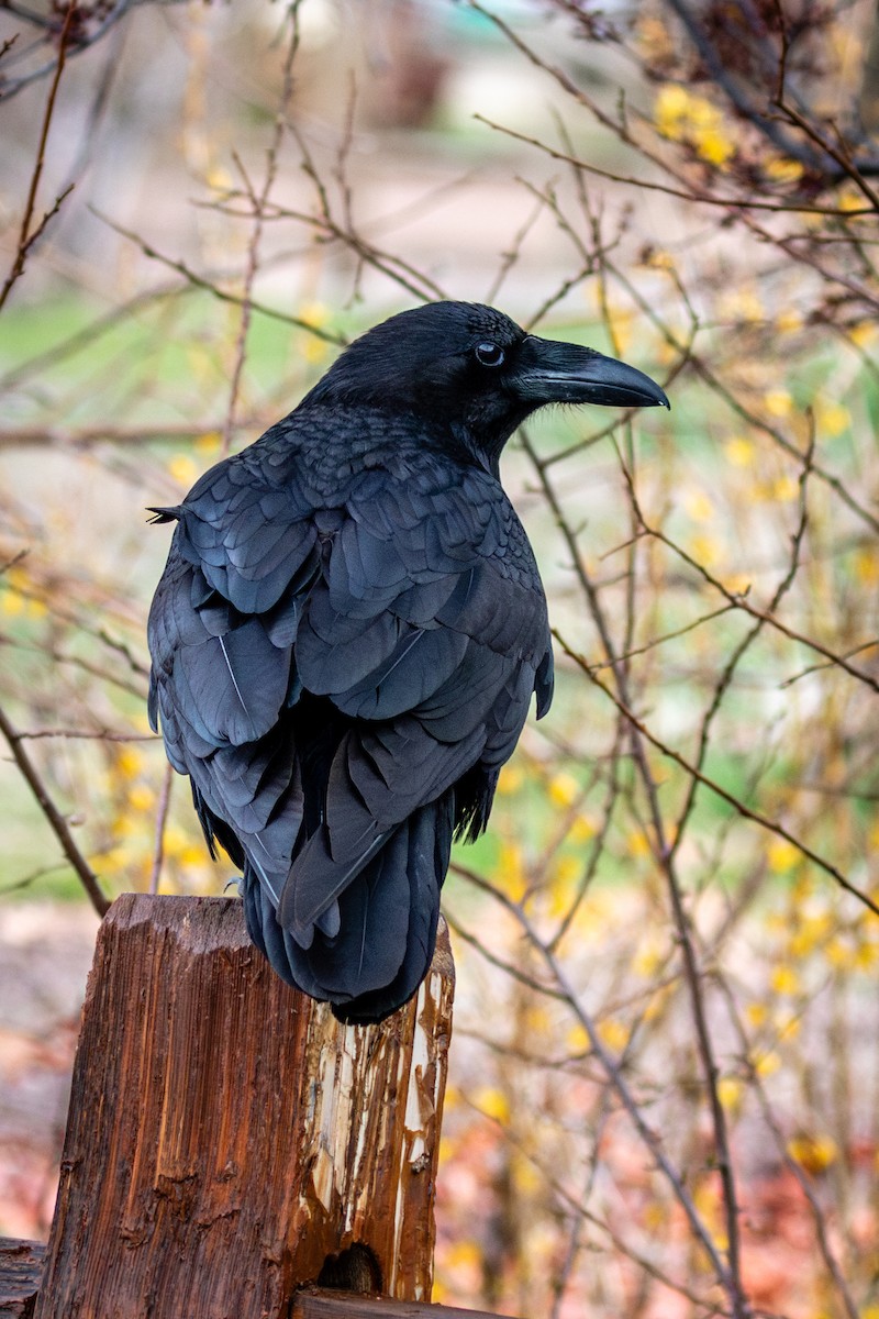 Common Raven - ML620010119