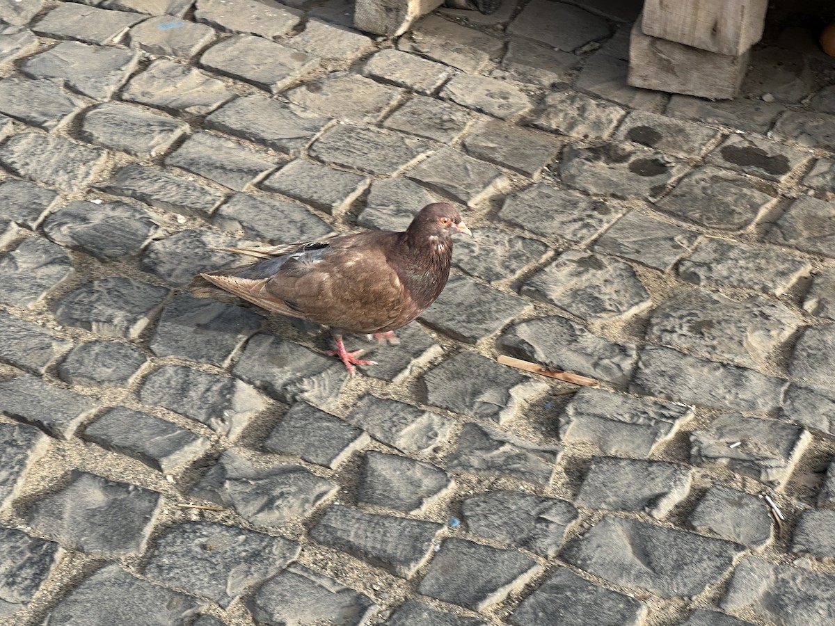 Rock Pigeon (Feral Pigeon) - ML620010120