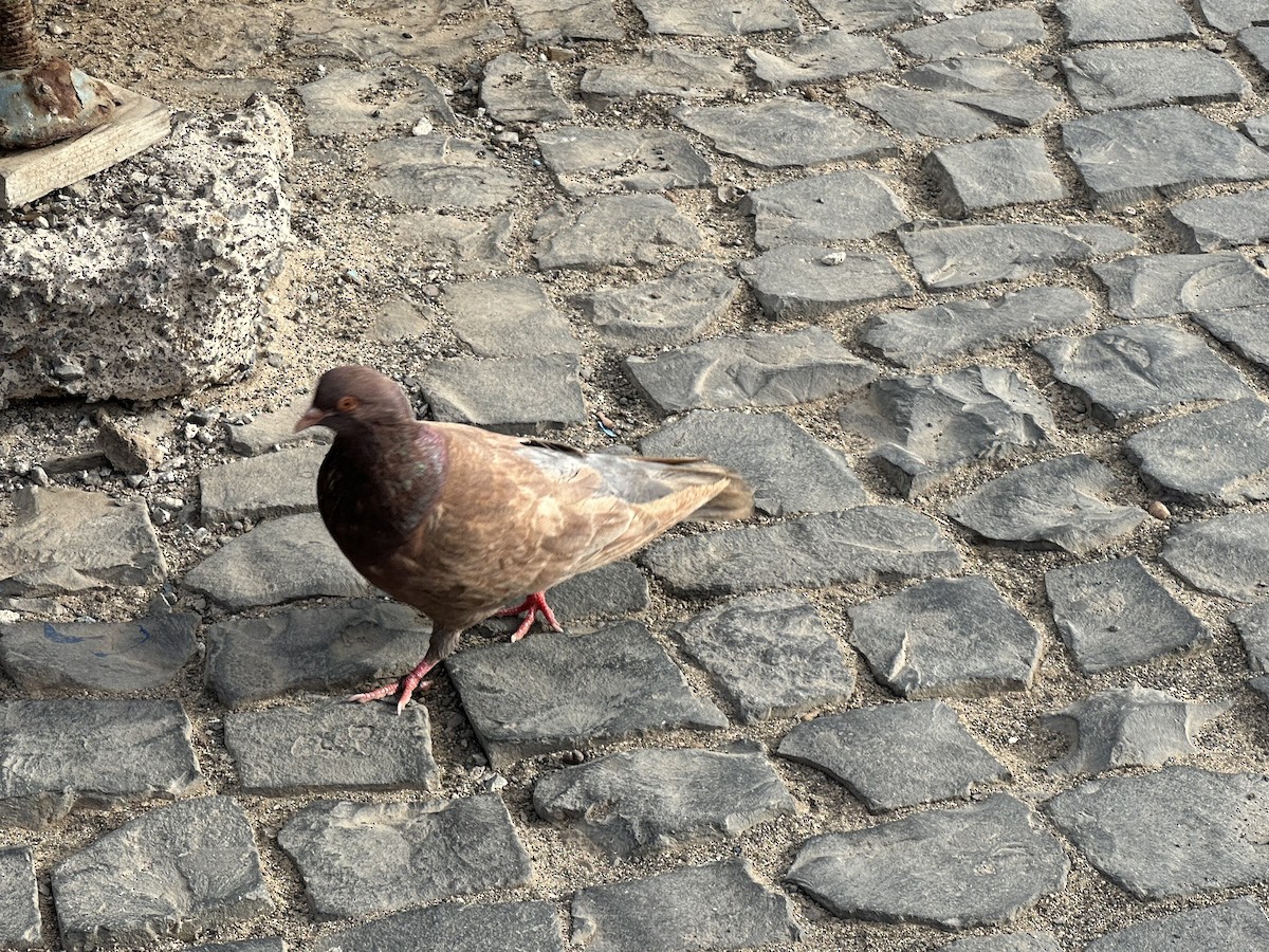 Rock Pigeon (Feral Pigeon) - ML620010121
