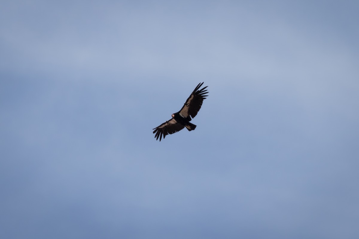 California Condor - ML620010145