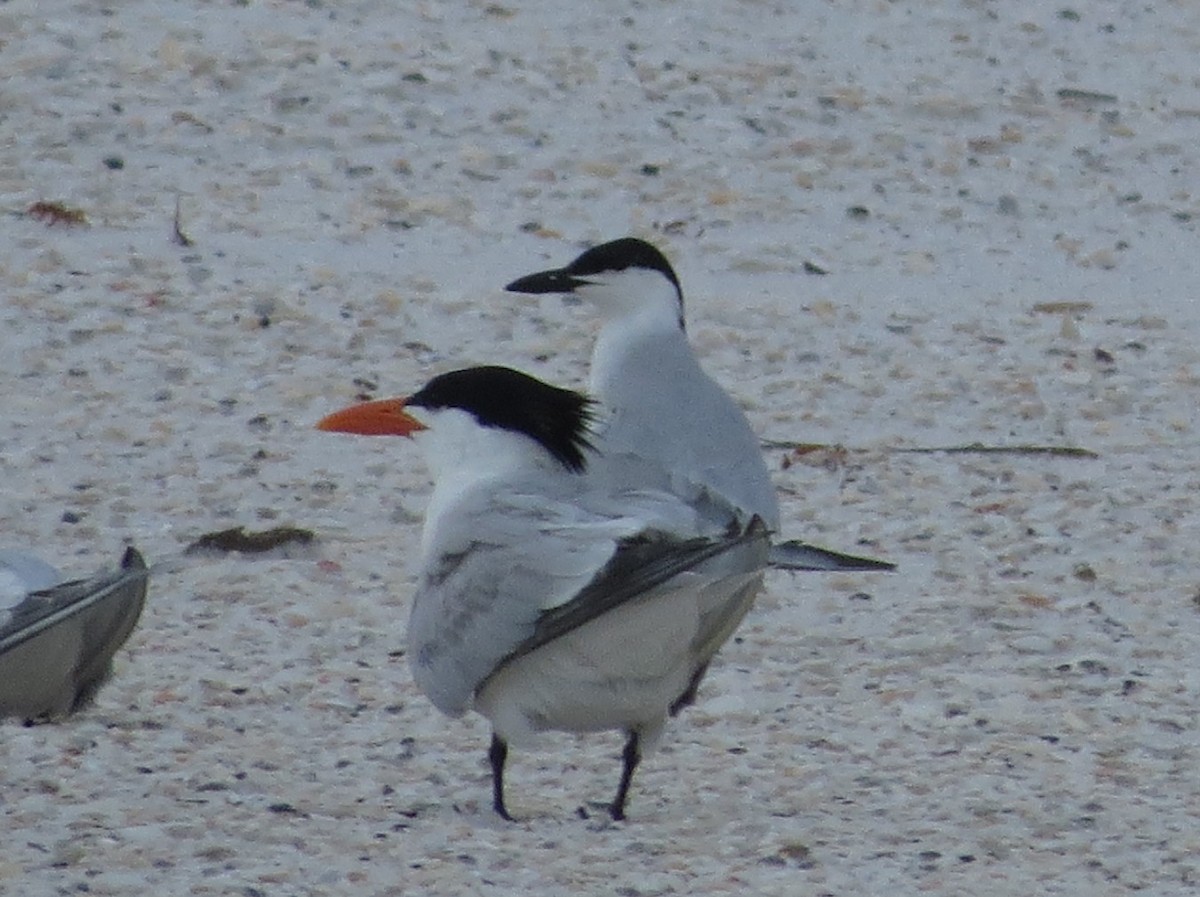 Gull-billed Tern - ML620010151
