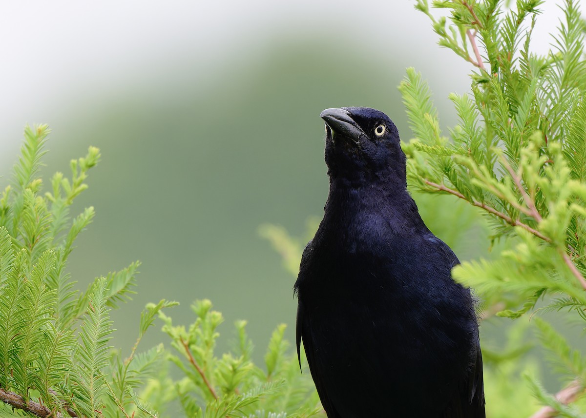 Great-tailed Grackle - ML620010167