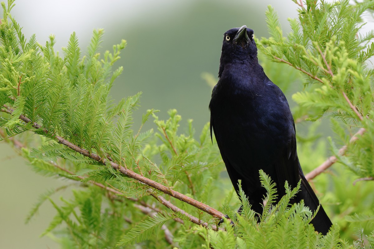 Great-tailed Grackle - ML620010170