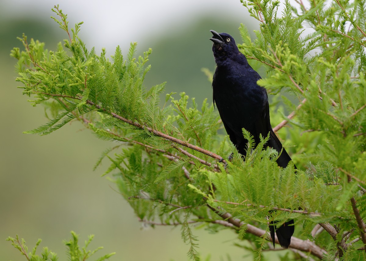 Great-tailed Grackle - ML620010172