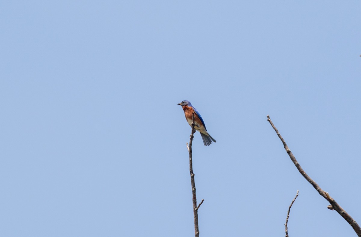 Eastern Bluebird - Jill S. A