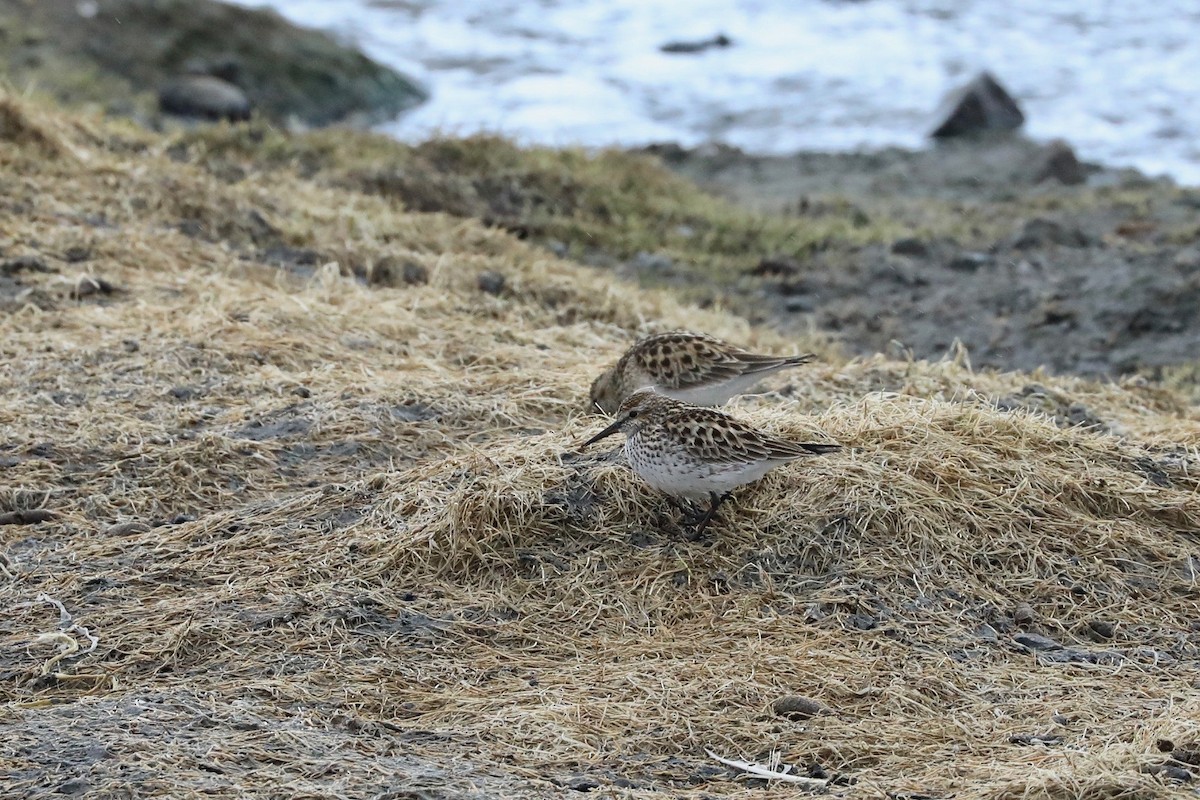 Baird's Sandpiper - ML620010179