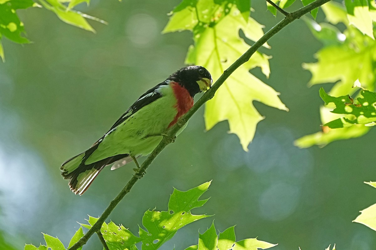 Cardinal à poitrine rose - ML620010185