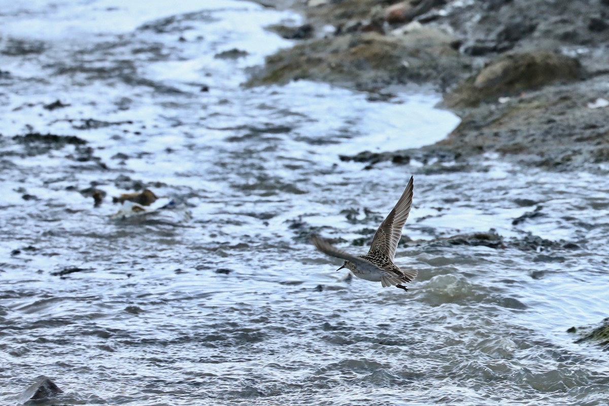 Baird's Sandpiper - ML620010197