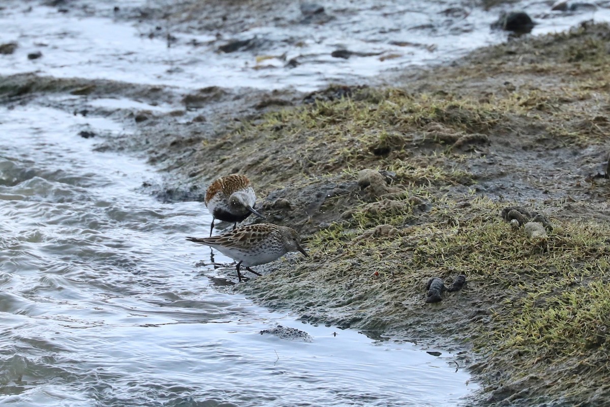 Baird's Sandpiper - ML620010198