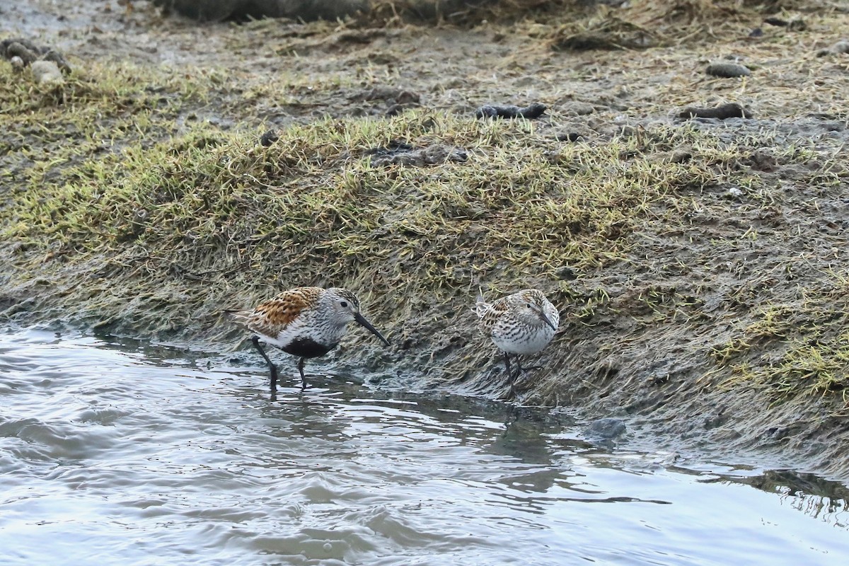 Baird's Sandpiper - ML620010199