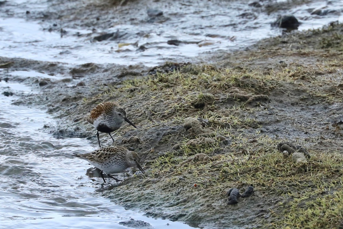 Baird's Sandpiper - Sam de Beer