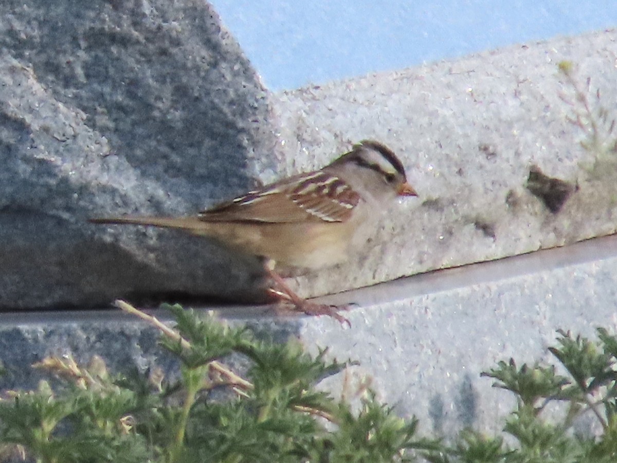 White-crowned Sparrow - ML620010217