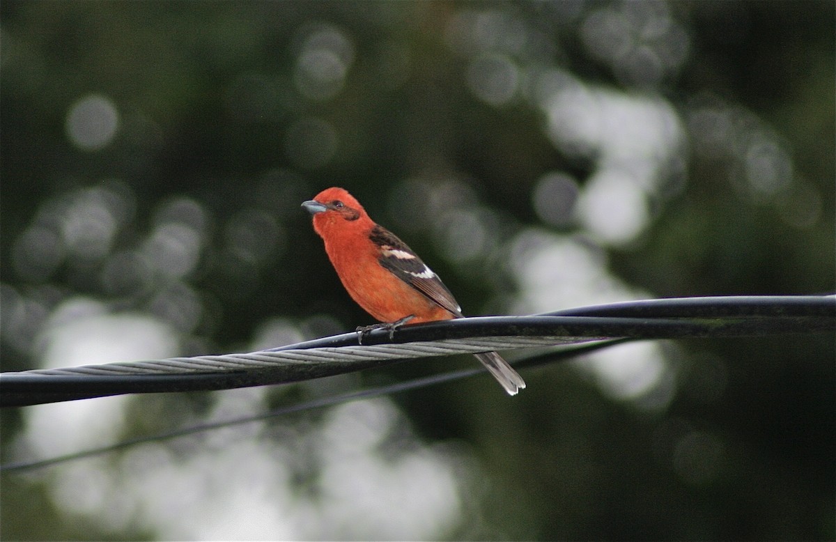 Flame-colored Tanager - ML620010223