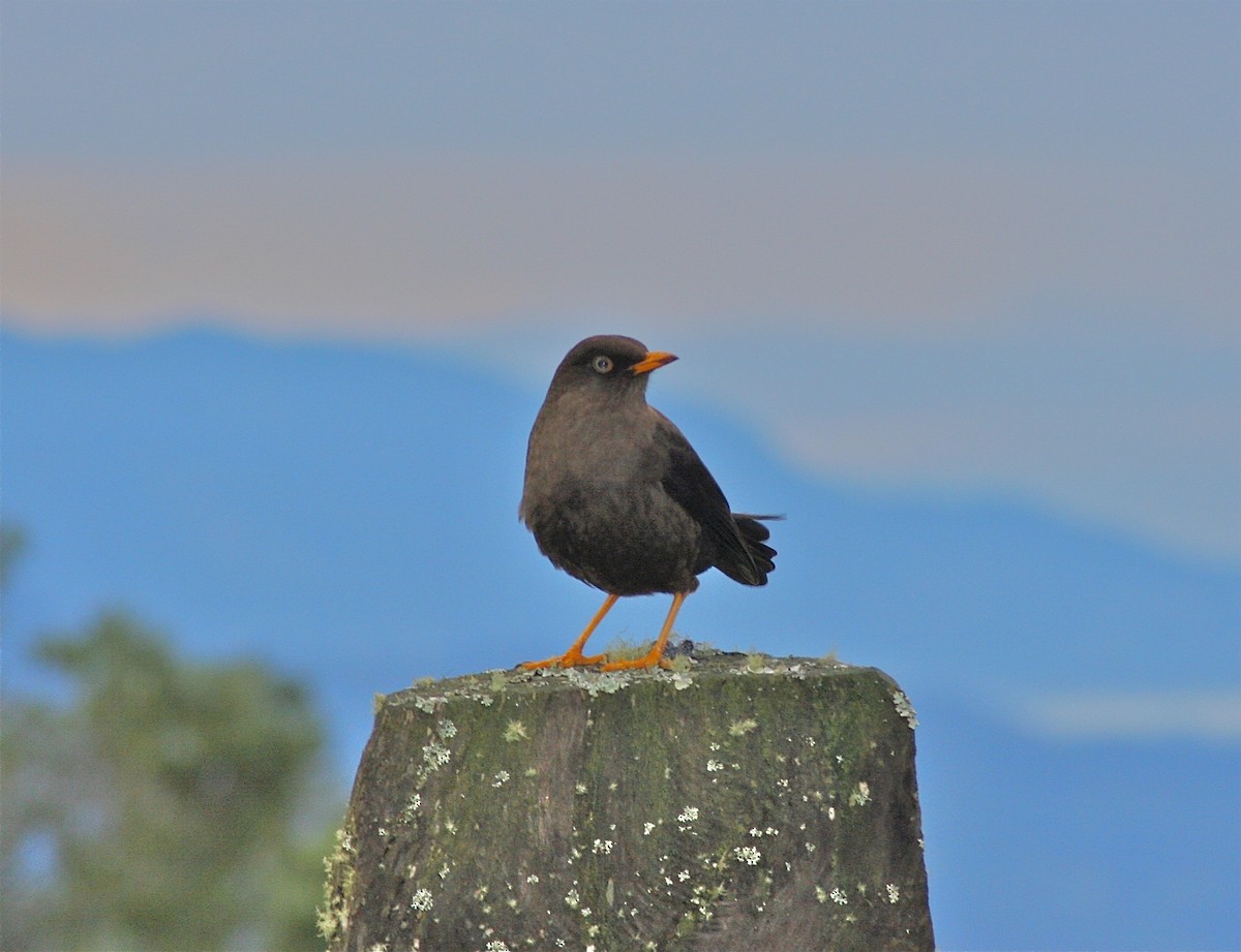 Sooty Thrush - ML620010228