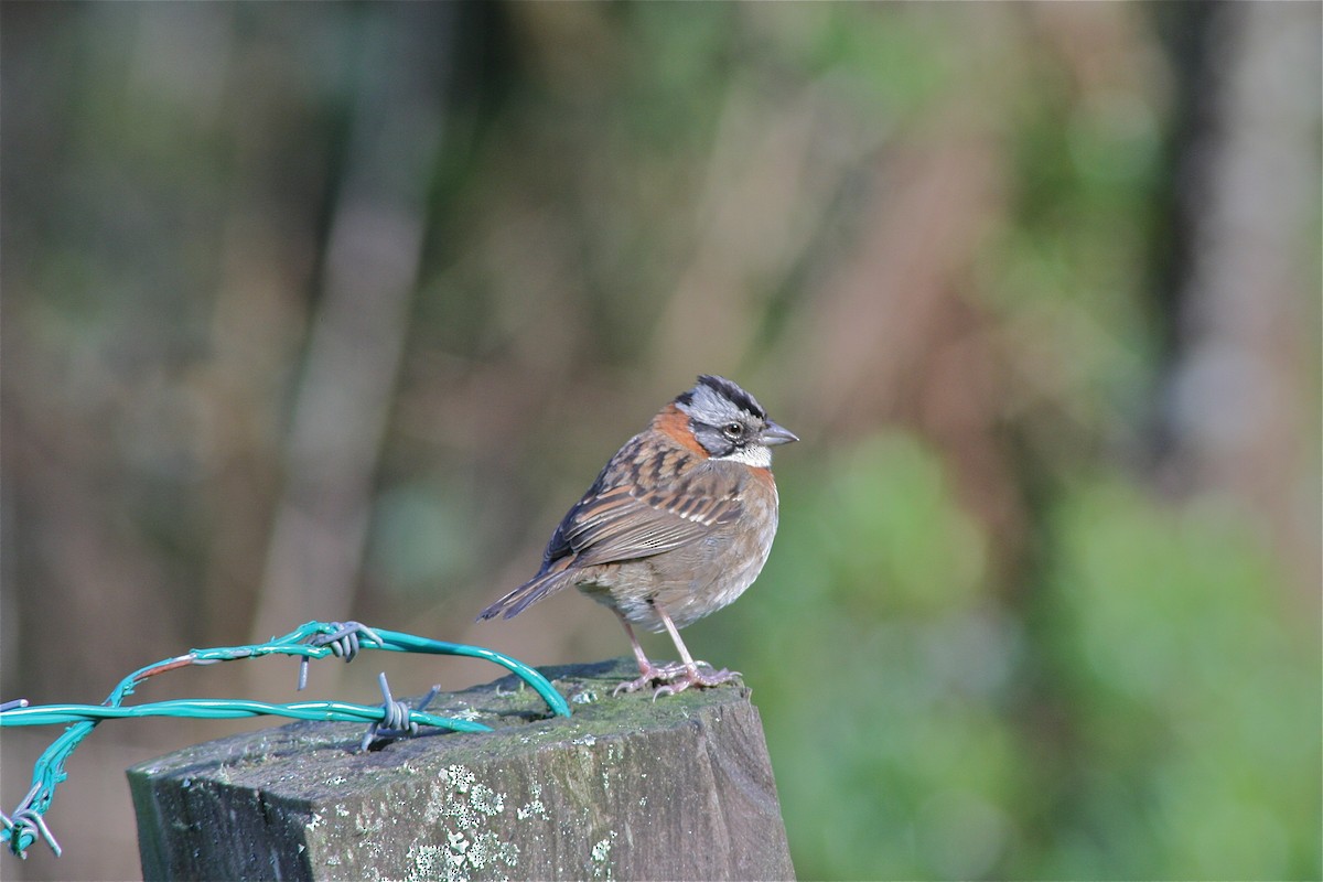 Rufous-collared Sparrow - ML620010236
