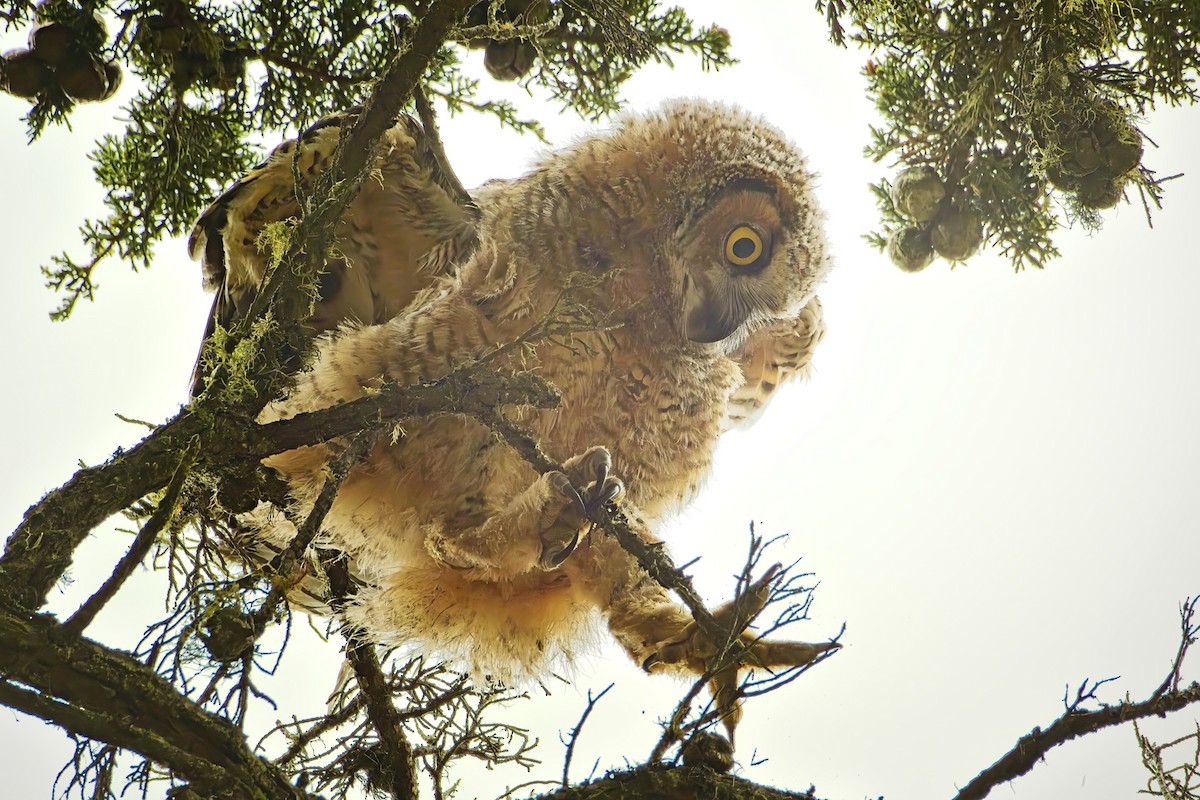 Great Horned Owl - ML620010238