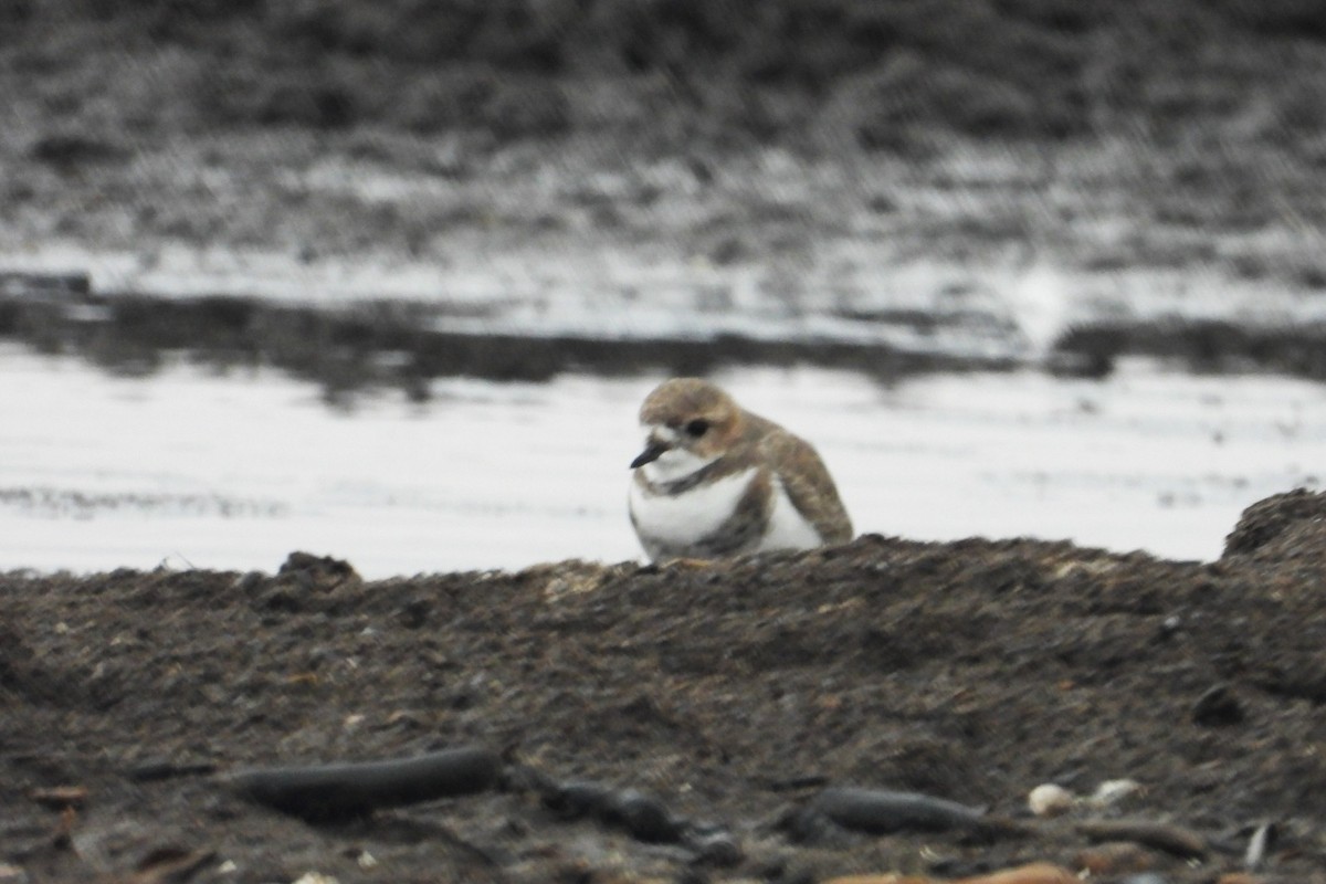 Two-banded Plover - ML620010242