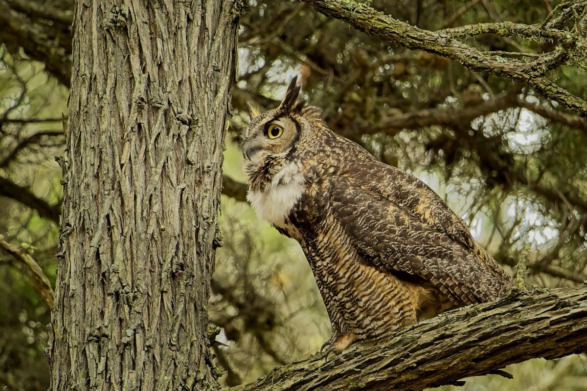 amerikahubro - ML620010271