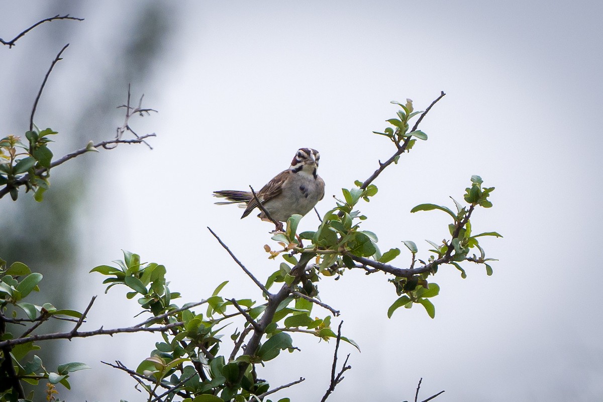 Lark Sparrow - ML620010272