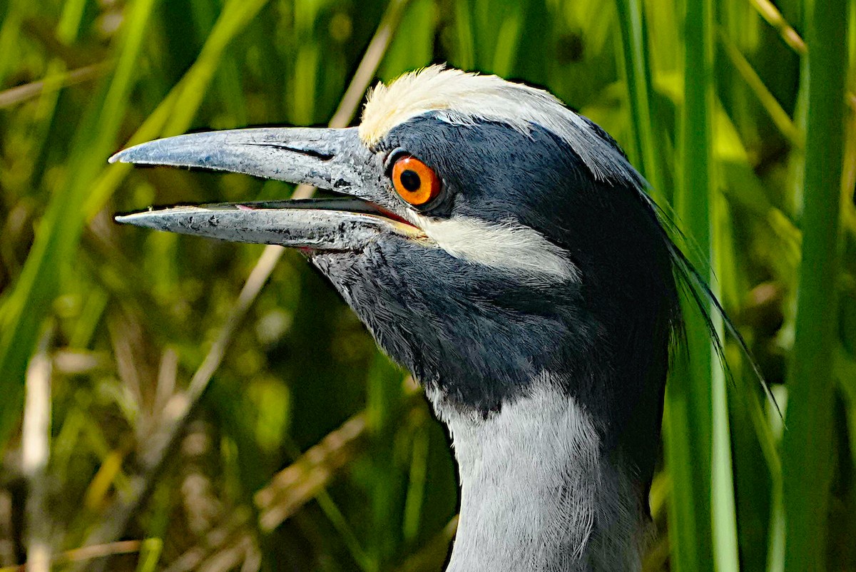 Yellow-crowned Night Heron - ML620010281