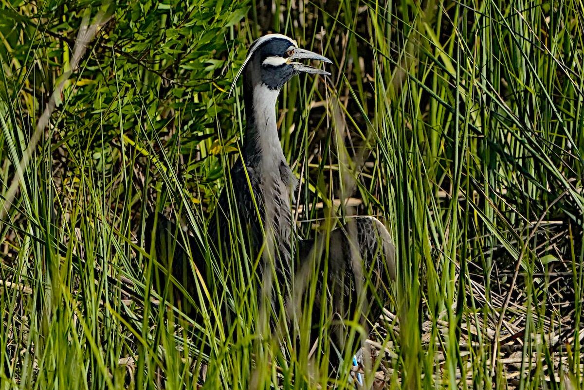 Yellow-crowned Night Heron - ML620010283