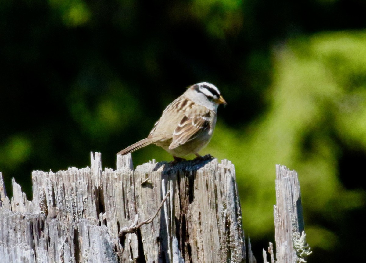 White-crowned Sparrow (pugetensis) - ML620010306