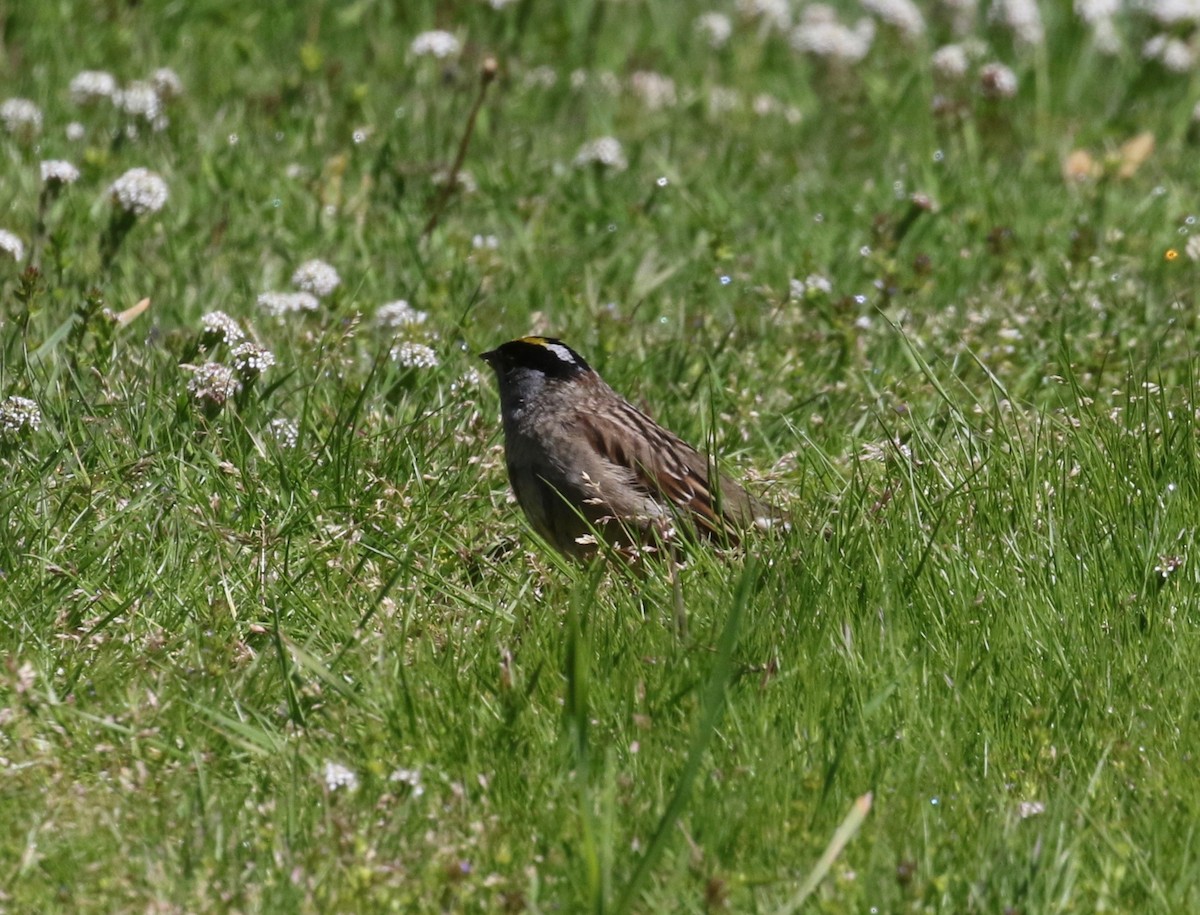 Golden-crowned Sparrow - ML620010310