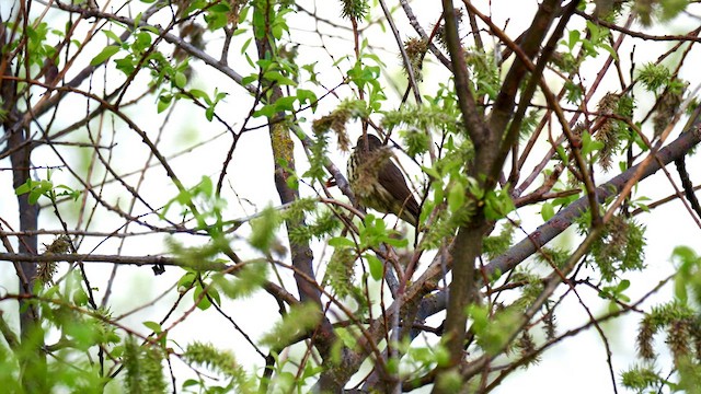 נחלית צפונית - ML620010311