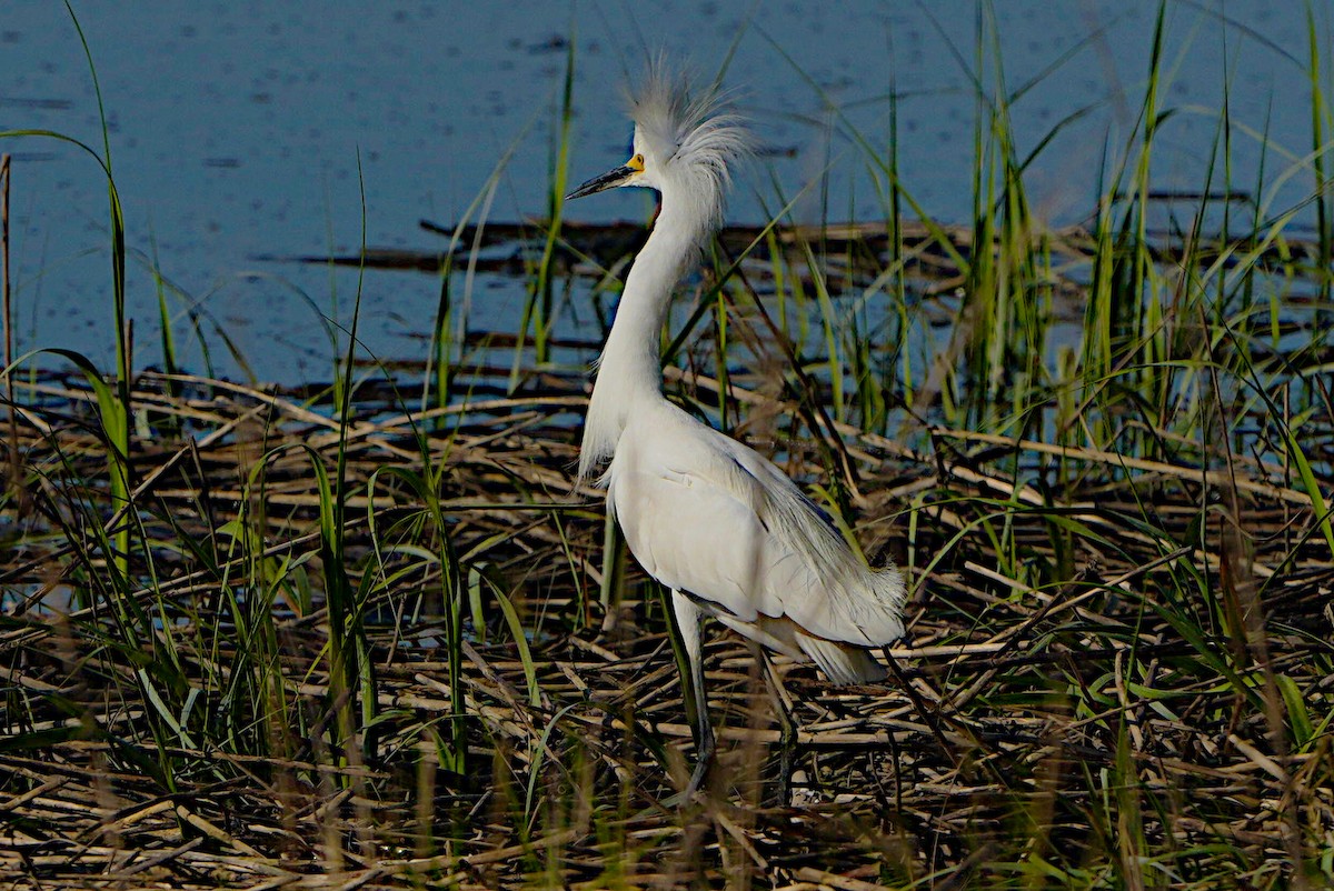 Snowy Egret - ML620010318