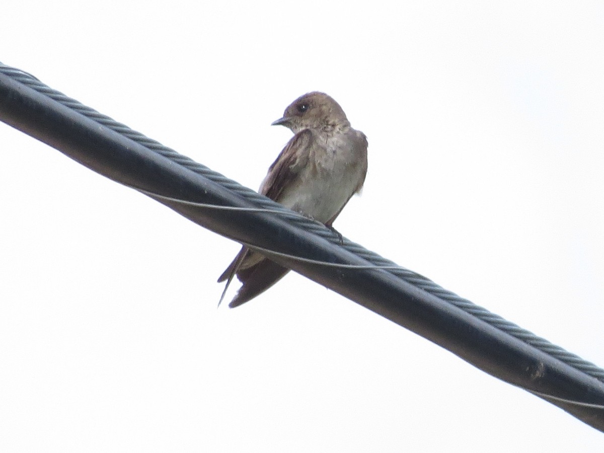 Northern Rough-winged Swallow - ML620010322
