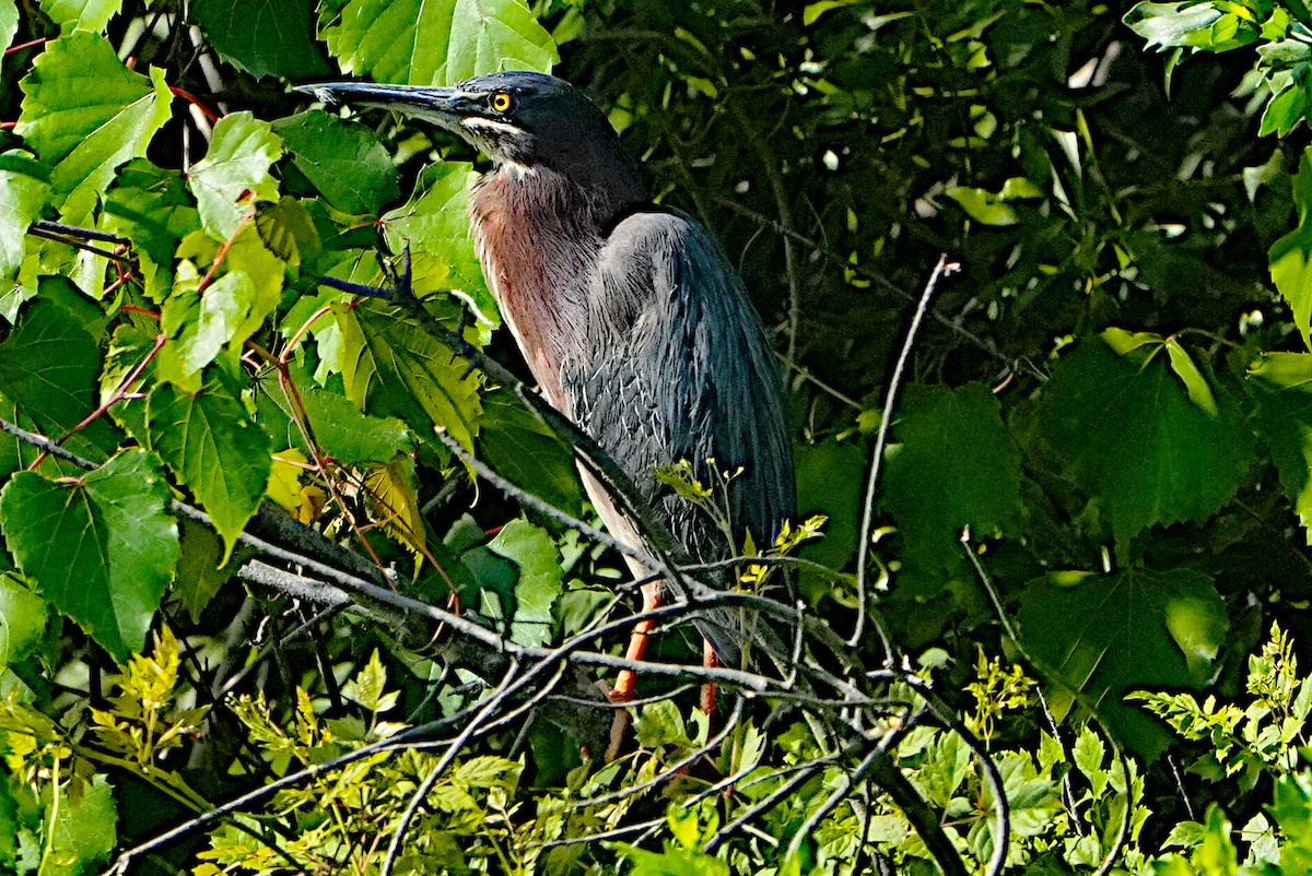 Green Heron - ML620010325