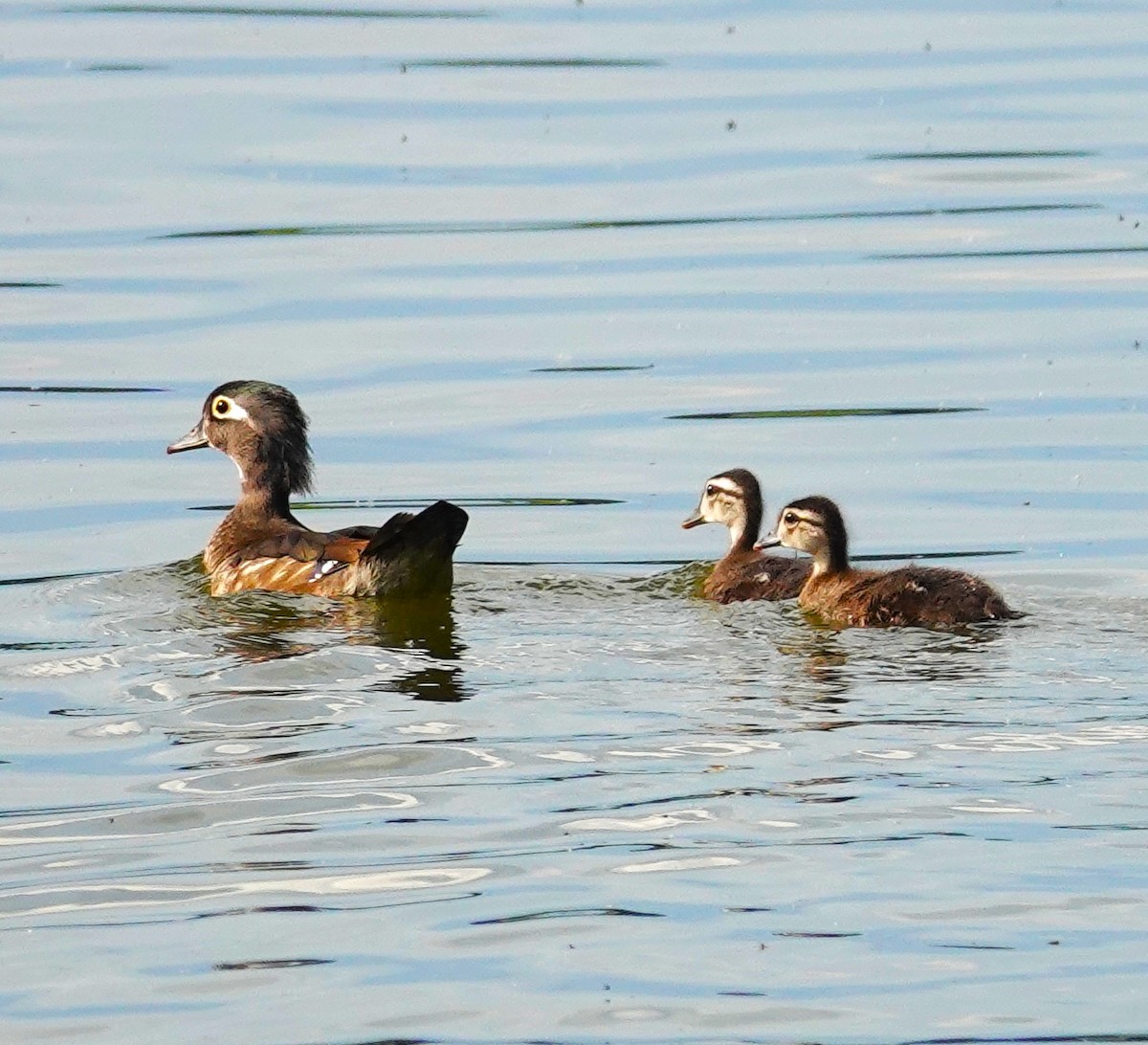 Wood Duck - ML620010328