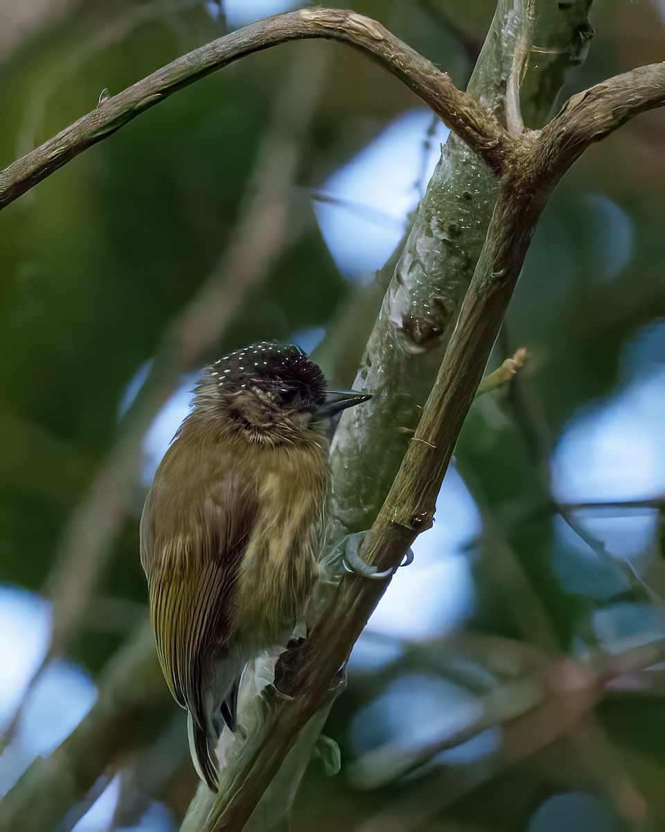 Olivaceous Piculet - ML620010372