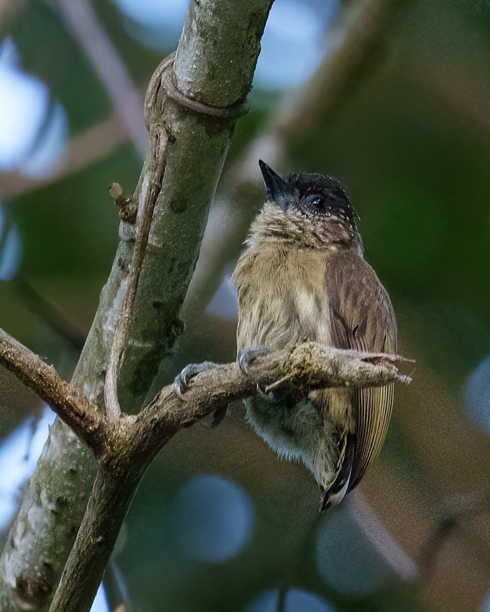 Olivaceous Piculet - ML620010373
