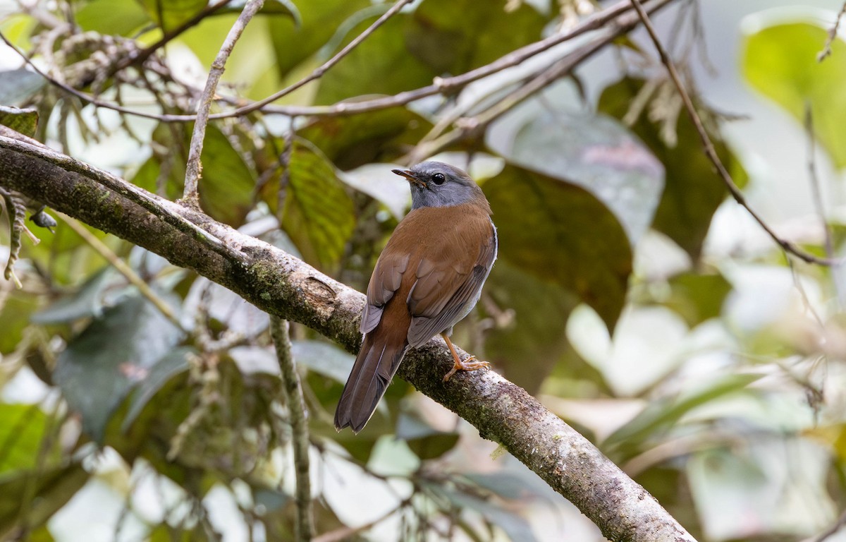 Andean Solitaire - ML620010377