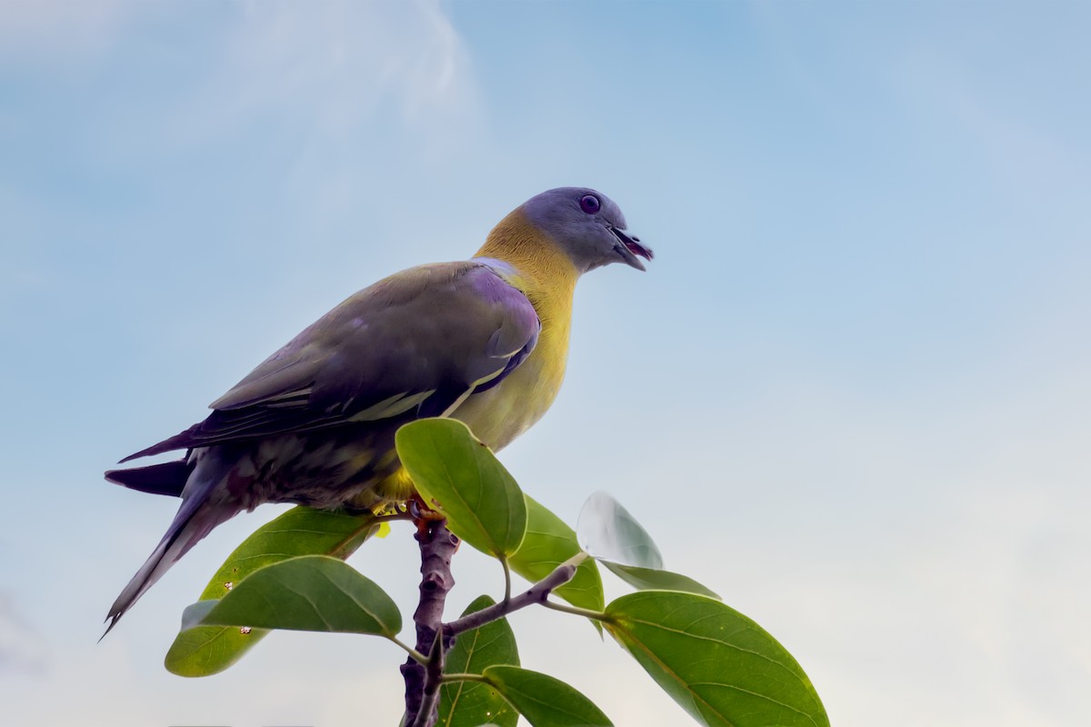 Yellow-footed Green-Pigeon - ML620010379