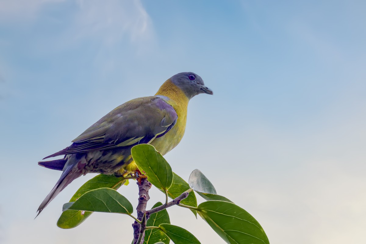 Yellow-footed Green-Pigeon - ML620010380